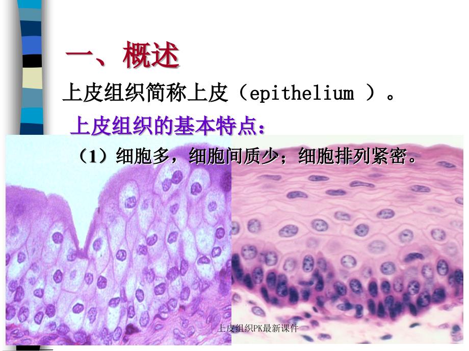 上皮组织PK最新课件_第4页