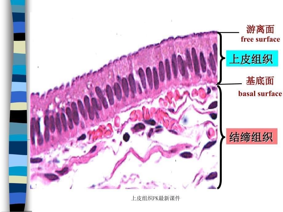 上皮组织PK最新课件_第5页