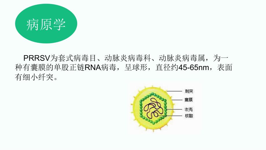 猪繁殖与呼吸综合征.ppt_第4页