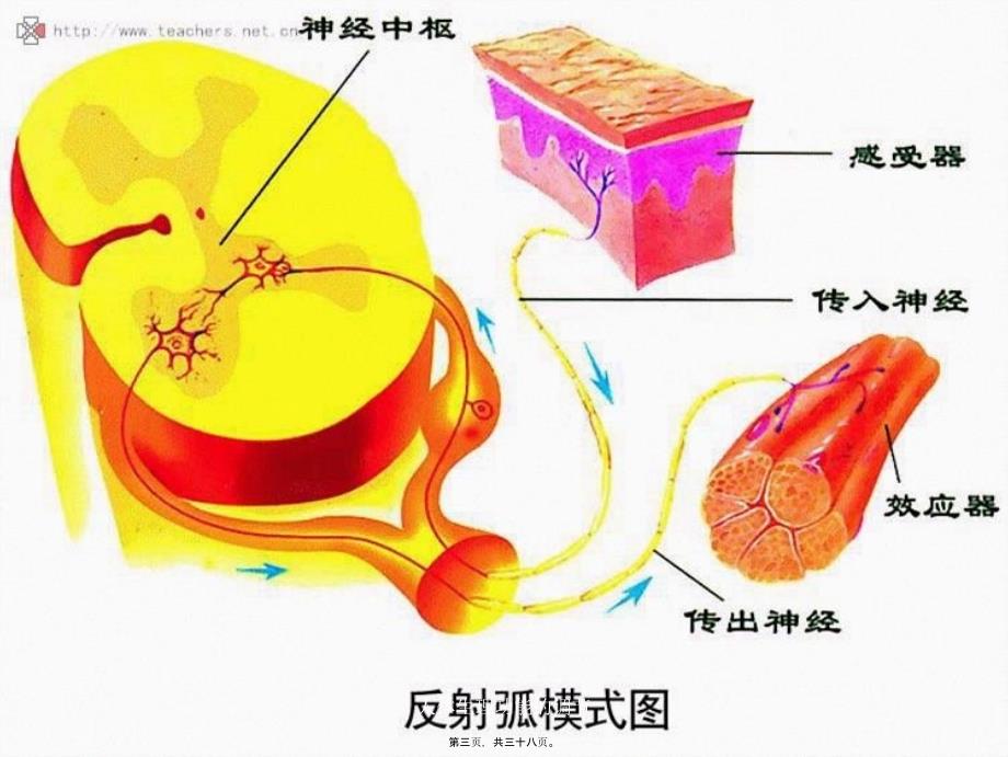 人体生理功能的调节课件_第3页