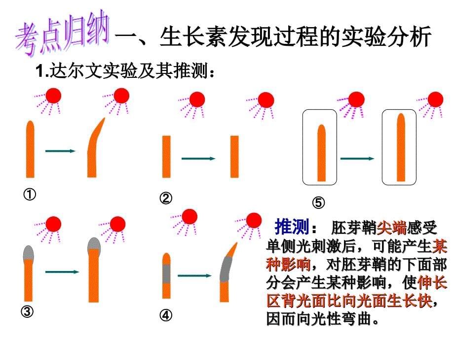 轮复习：生长素的发现及其生理作用.ppt_第5页