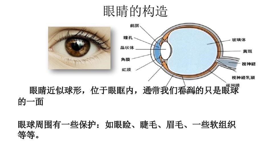 2015爱眼护眼知识讲座.ppt_第5页