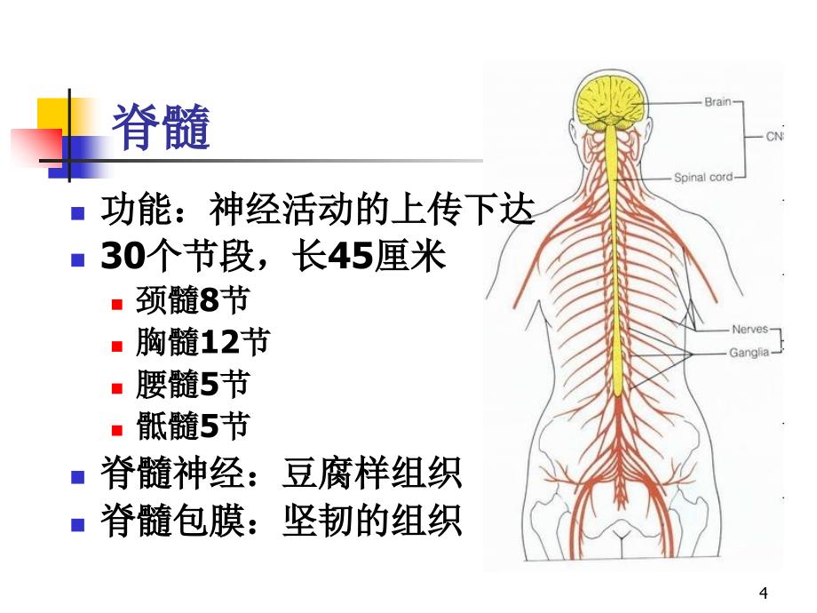 脊髓损伤概述及评定_第4页