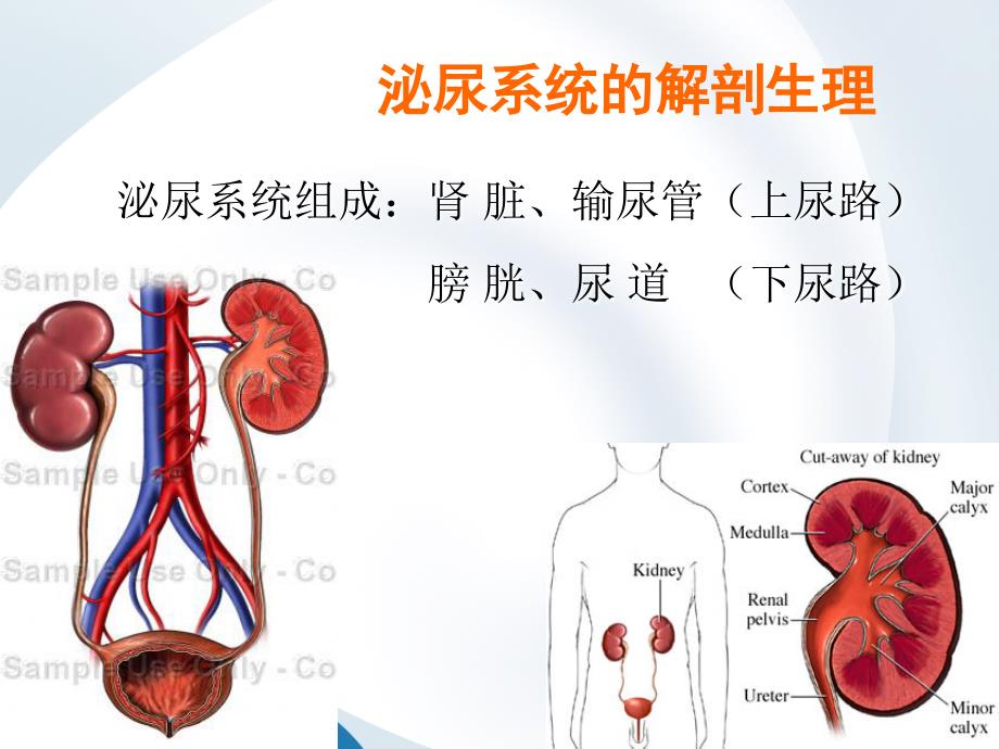 泌尿及男生殖系统疾病的主要症状和检查_第2页