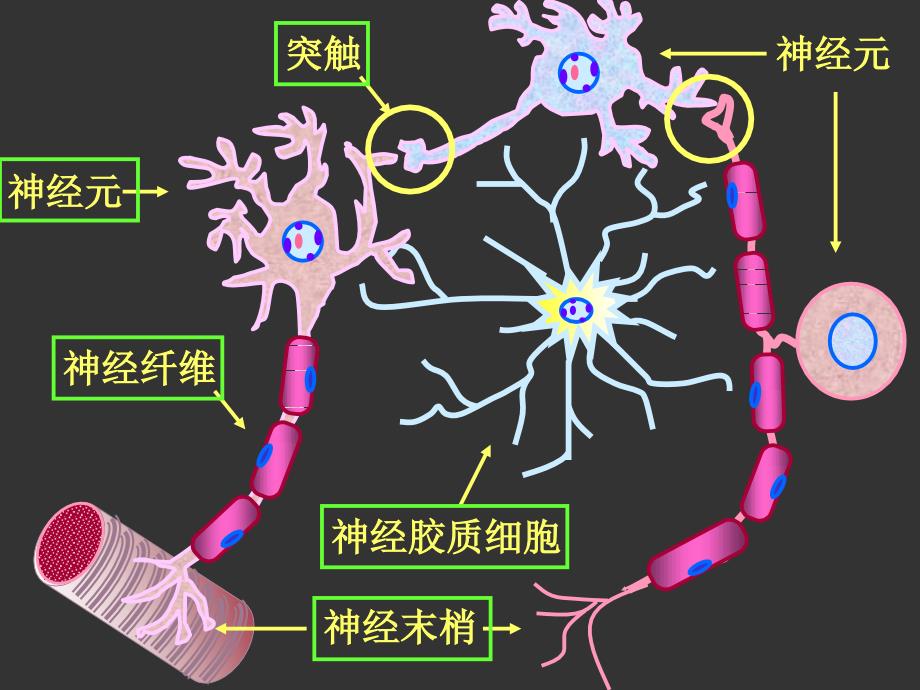 组织学与胚胎学——神经组织_第2页