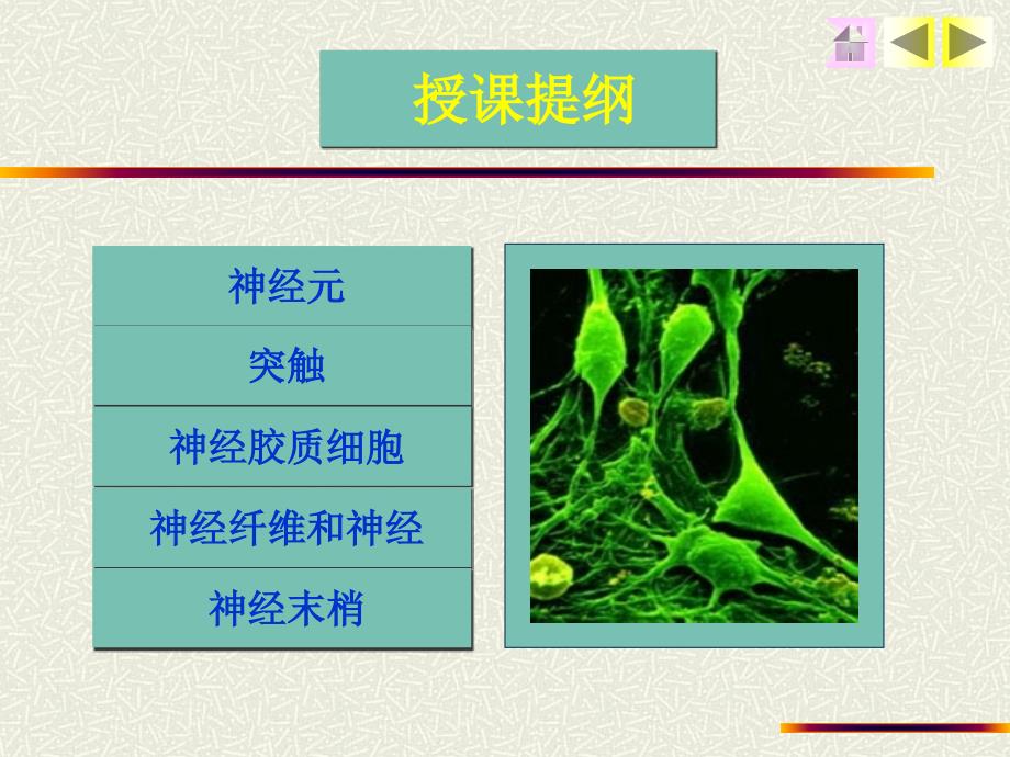 组织学与胚胎学——神经组织_第3页