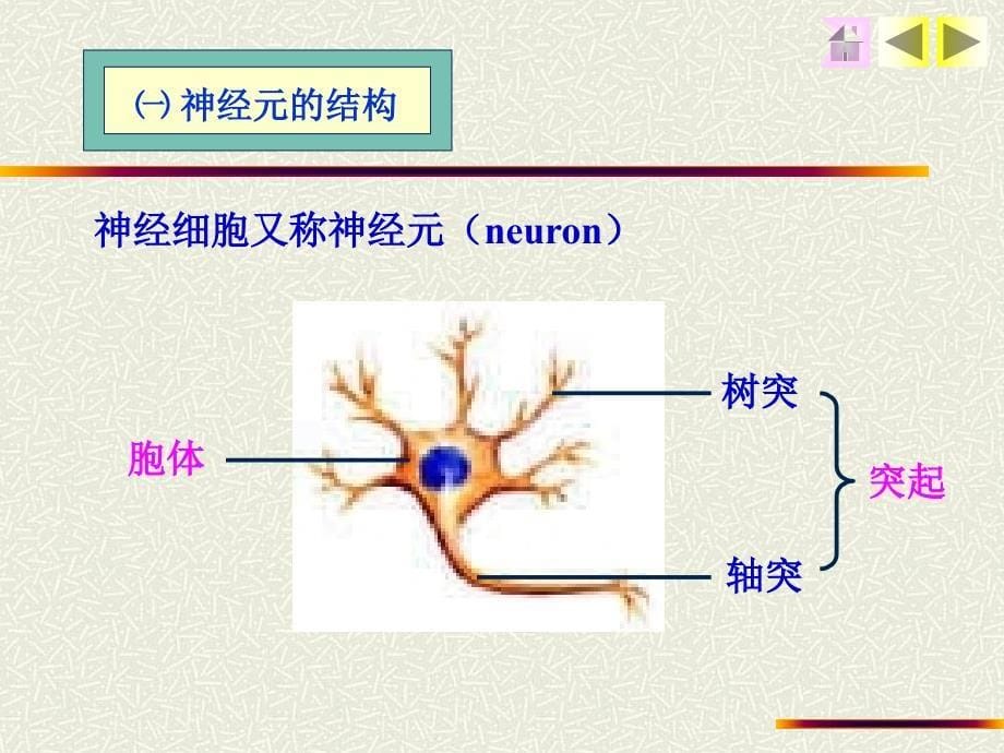 组织学与胚胎学——神经组织_第5页