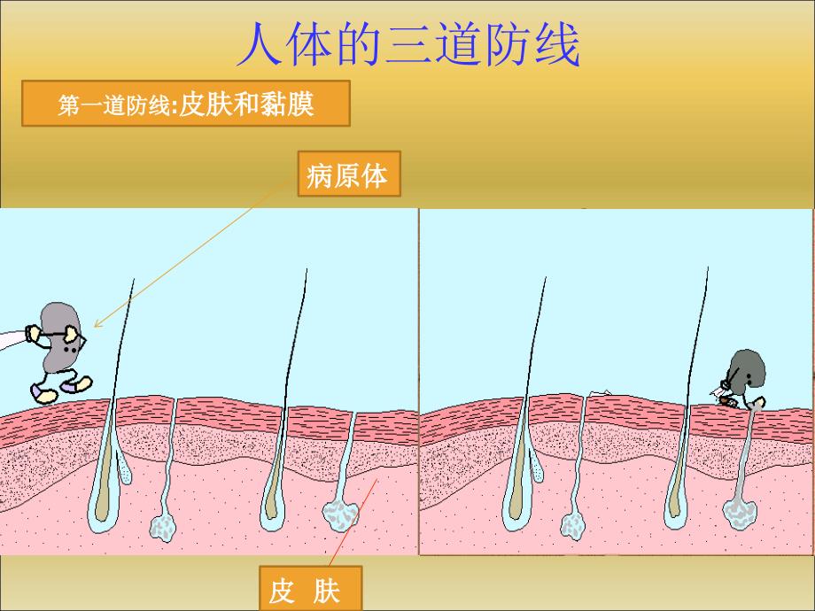 第二部分免疫与计划免疫_第4页