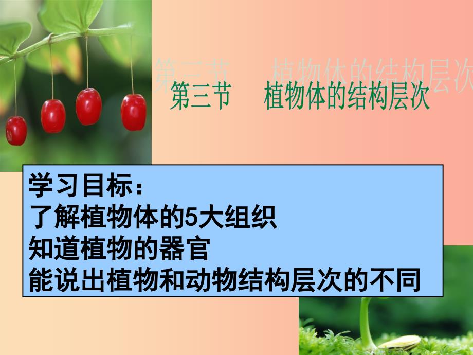 2019年七年级生物上册 2.2.3《植物体的结构层次》课件2 新人教版.ppt_第1页