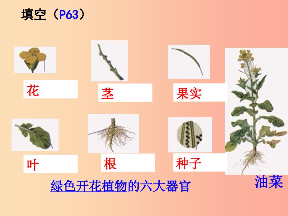 2019年七年级生物上册 2.2.3《植物体的结构层次》课件2 新人教版.ppt_第3页