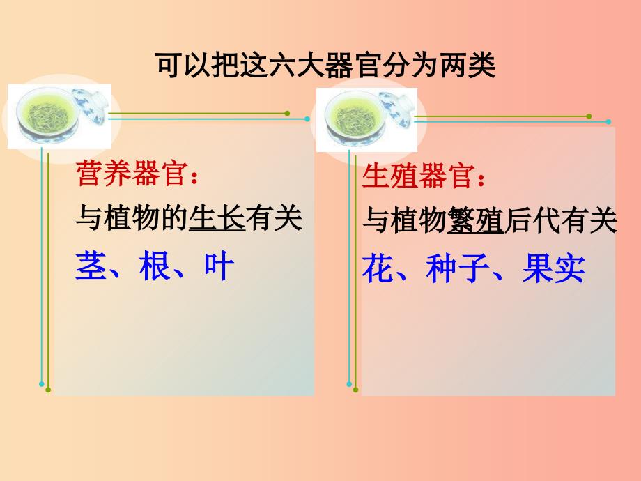 2019年七年级生物上册 2.2.3《植物体的结构层次》课件2 新人教版.ppt_第4页