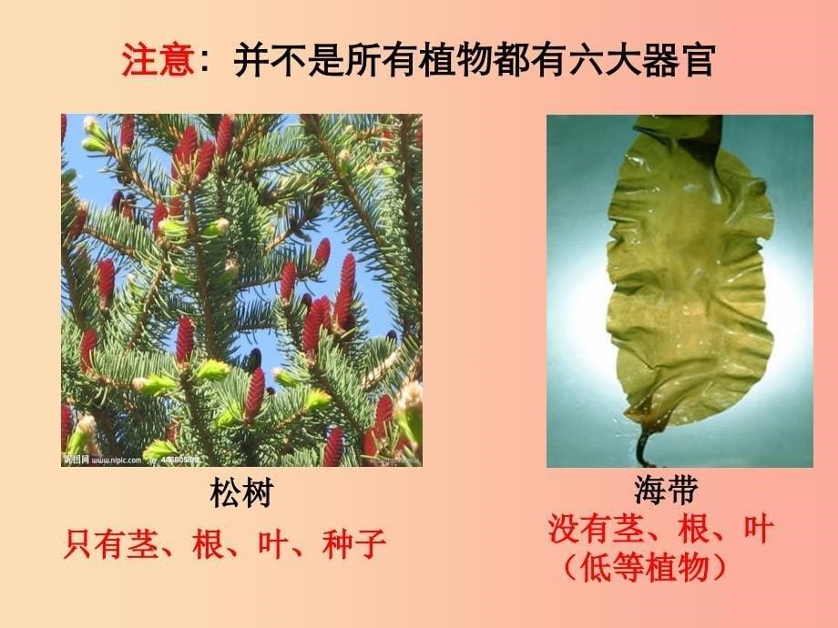 2019年七年级生物上册 2.2.3《植物体的结构层次》课件2 新人教版.ppt_第5页