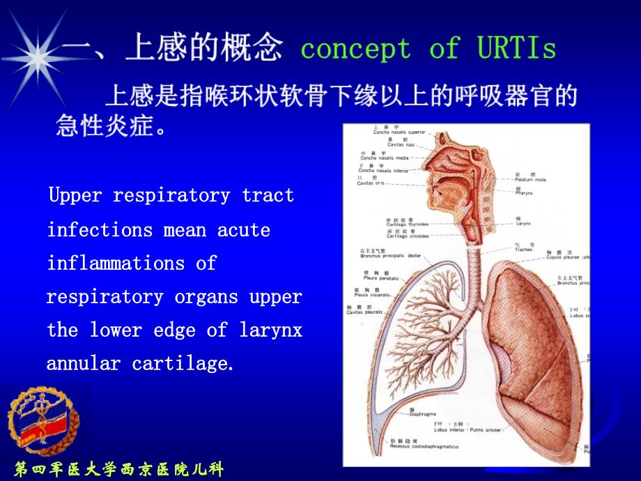 小儿急性上呼吸道感染中英文对照_第4页