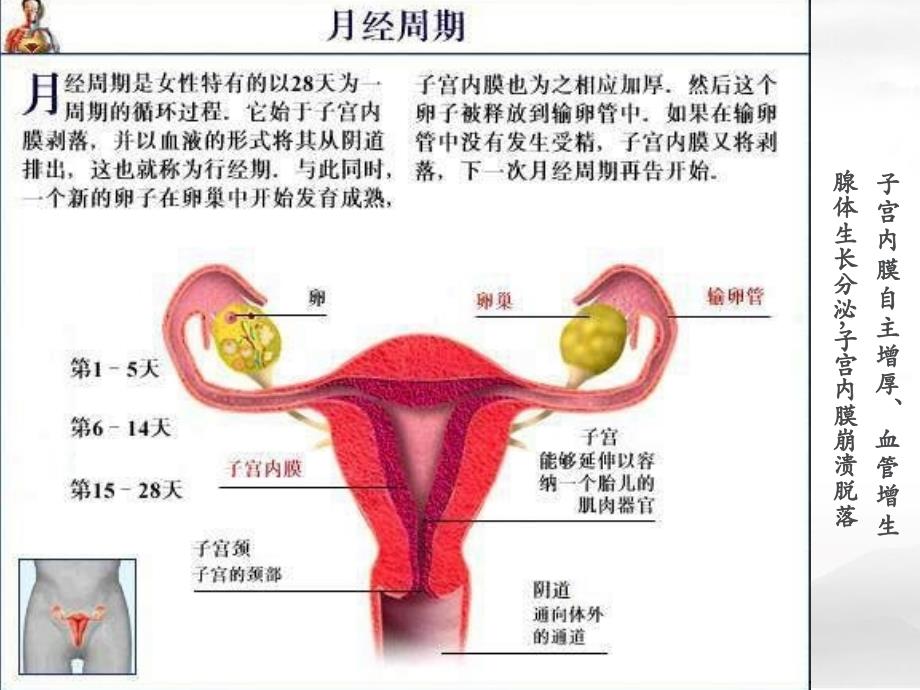 临床医学概论-痛经PPT课件_第3页