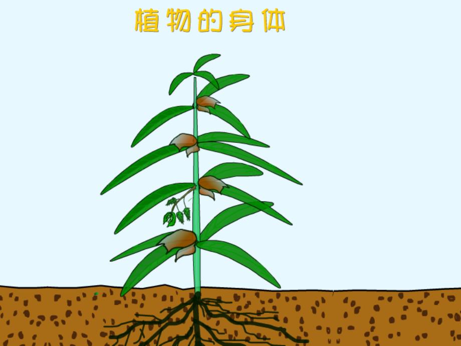 三年级科学下册 二 植物的生长 3《植物的身体》课件1 新人教版.ppt_第2页