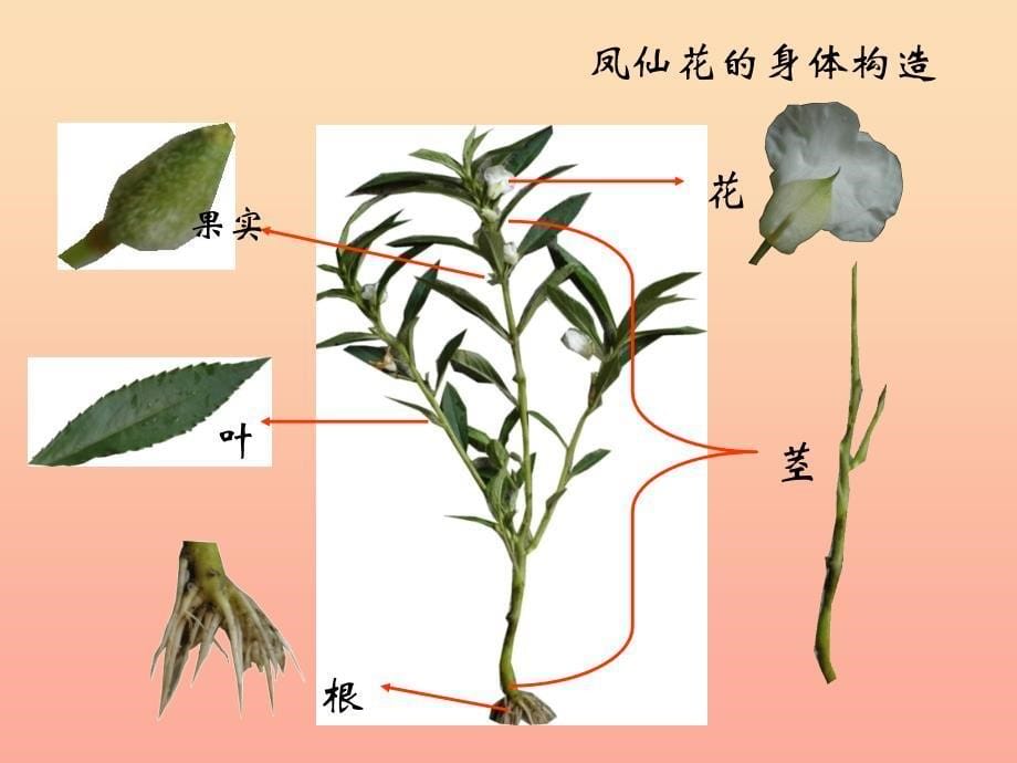 三年级科学下册 二 植物的生长 3《植物的身体》课件1 新人教版.ppt_第5页