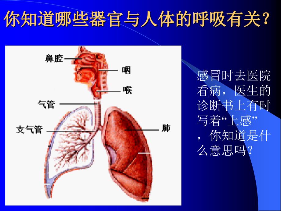 第三章第一节呼吸道对空气处理_第3页