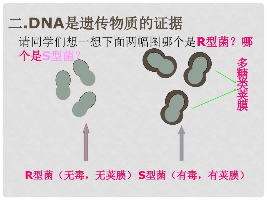 高中生物：4.1《探索遗传物质的过程》课件1（苏教版必修2）_第4页