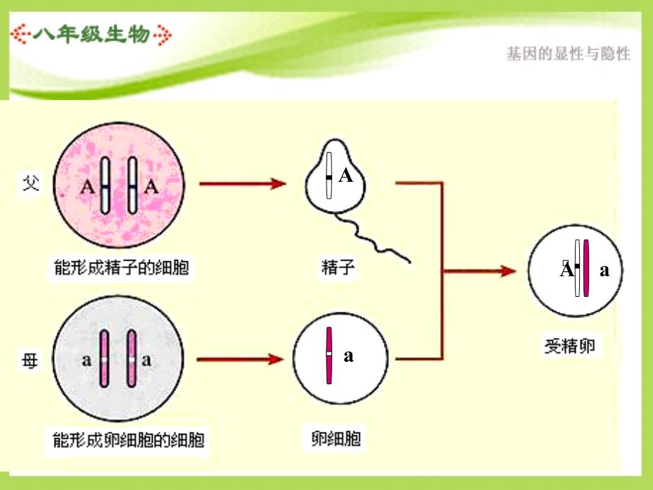 八年级生物下册基因的显性和隐性_第3页