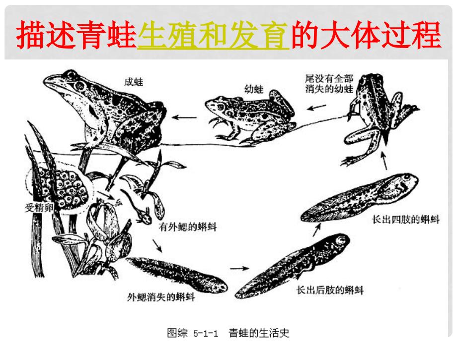 八年级生物上册 第19章第2节 动物的生殖和发育课件 北师大版_第4页