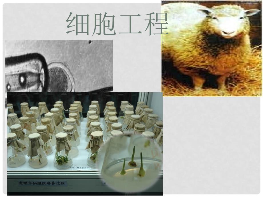 高中生物 专题2 细胞工程课件 新人教版选修3_第1页