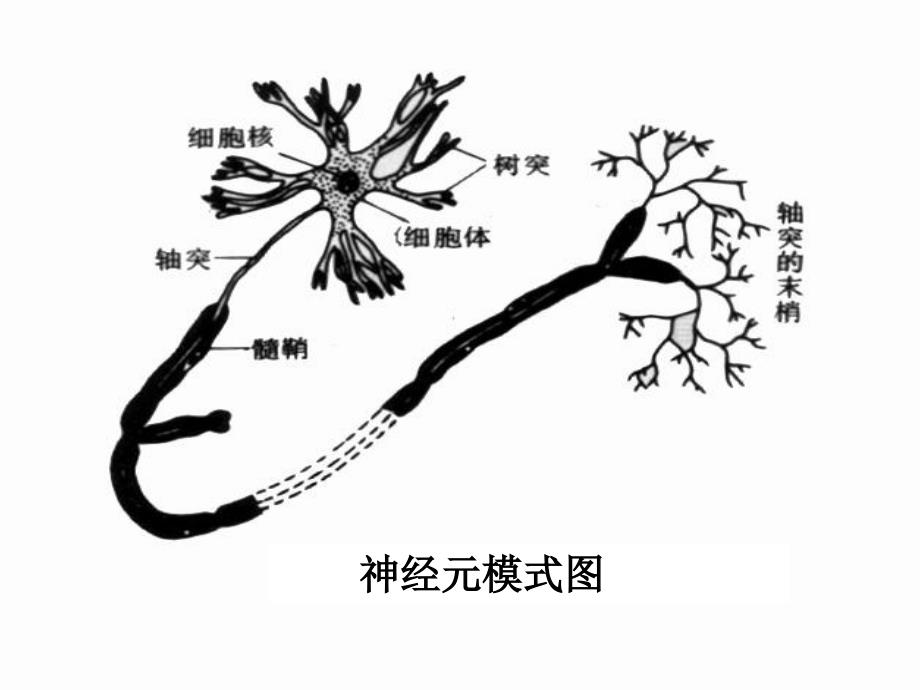 七年级生物下册 12.2 神经调节（课件）苏教版_第4页