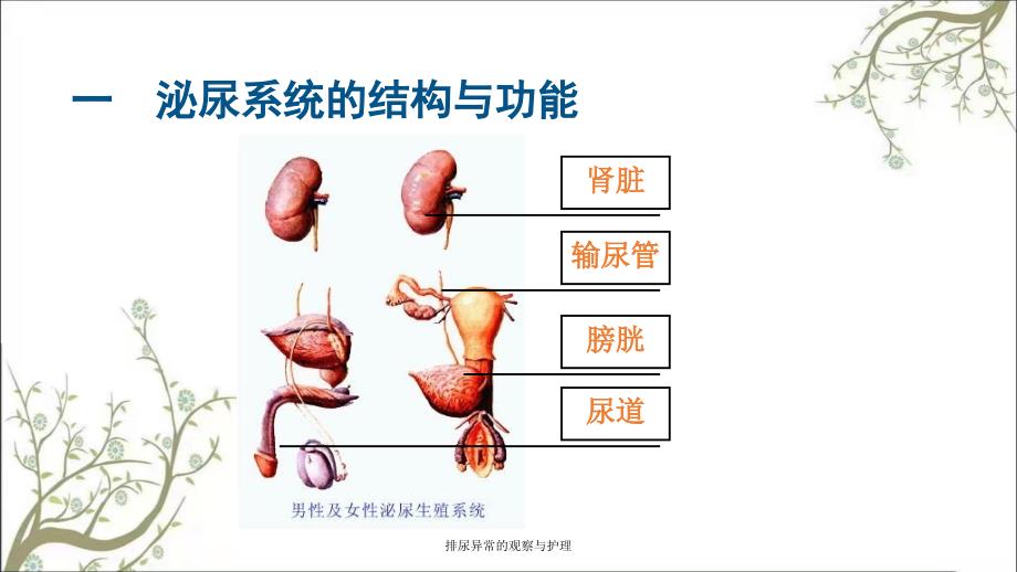 排尿异常的观察与护理_第3页