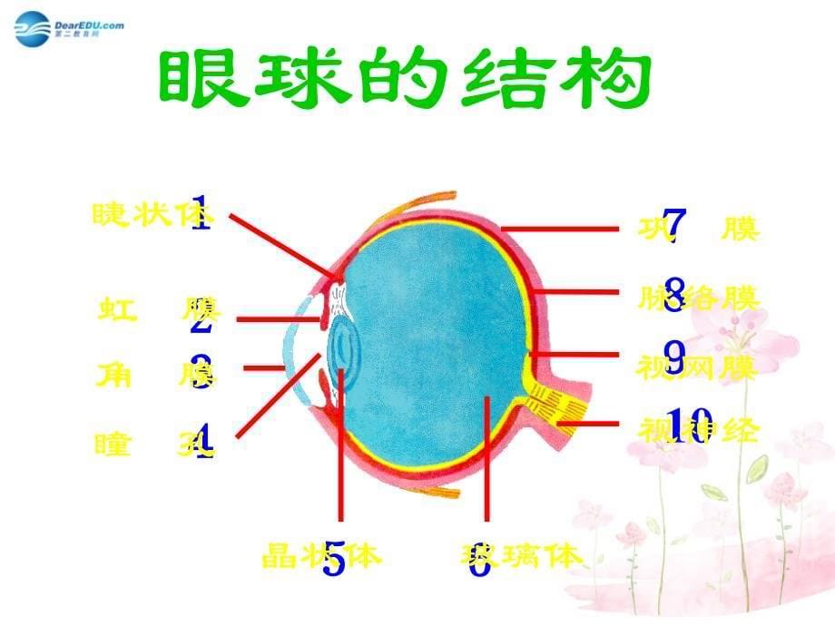 七年级生物下册 第十二章 第三节 人体感知信息课件3 新版苏教版_第5页