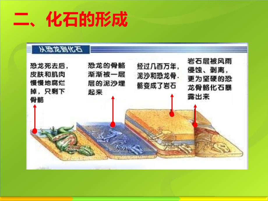 生物进化的历程_第3页