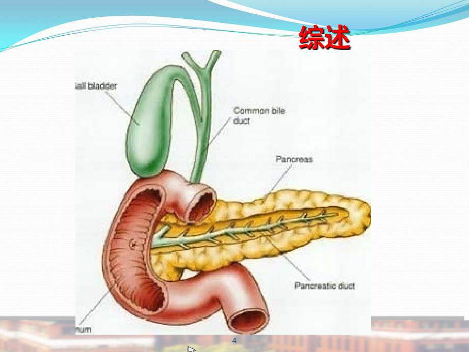 胰腺解剖与病理生理PPT课件_第4页