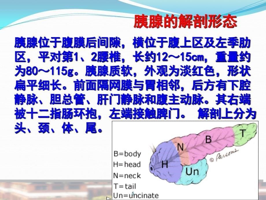 胰腺解剖与病理生理PPT课件_第5页