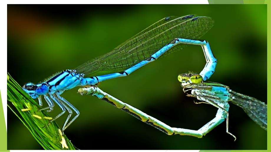 昆虫标本的制作_第1页