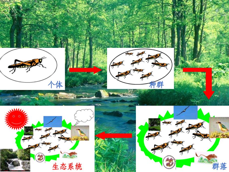 生态系统的结构.ppt6_第3页