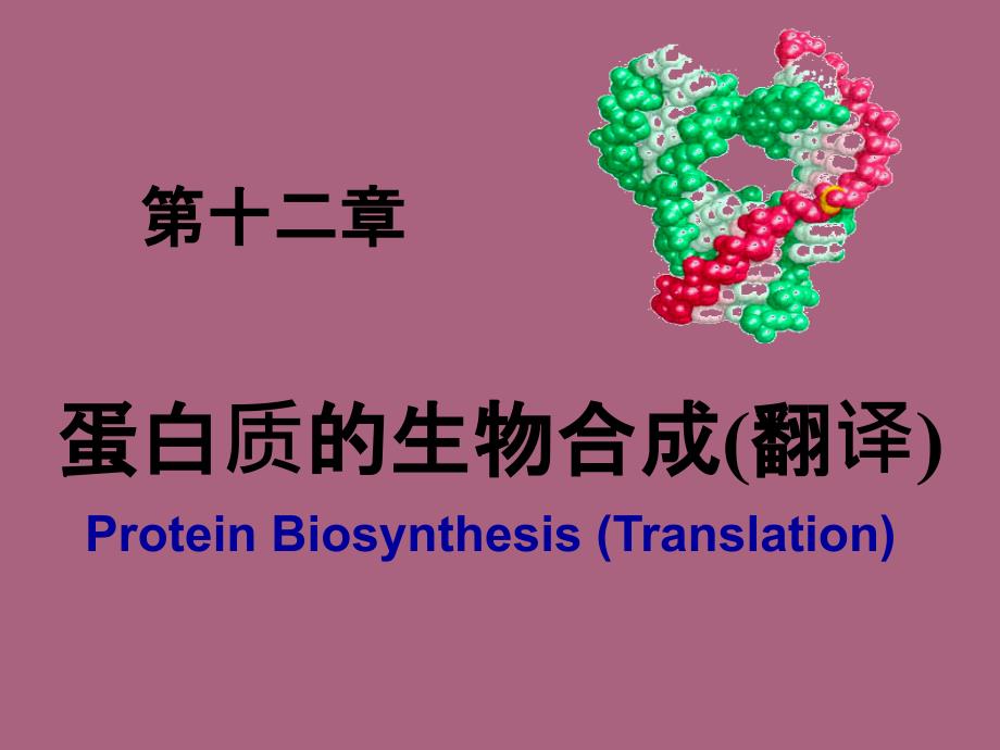 蛋白质的生物合成翻译ppt课件_第1页