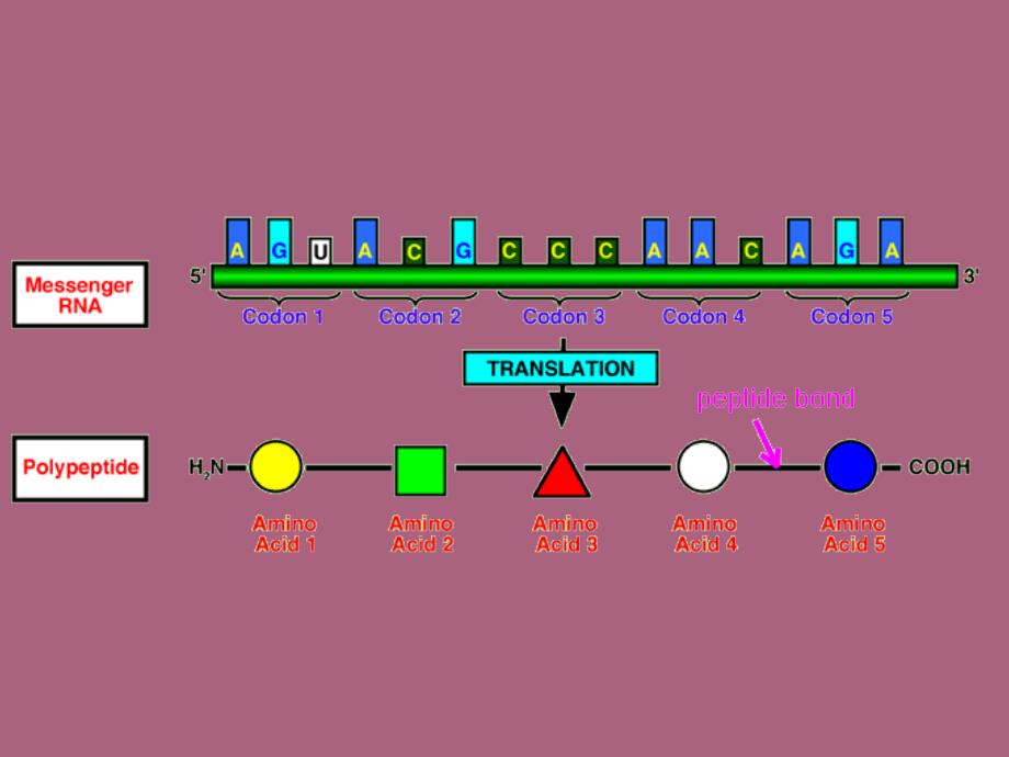 蛋白质的生物合成翻译ppt课件_第3页