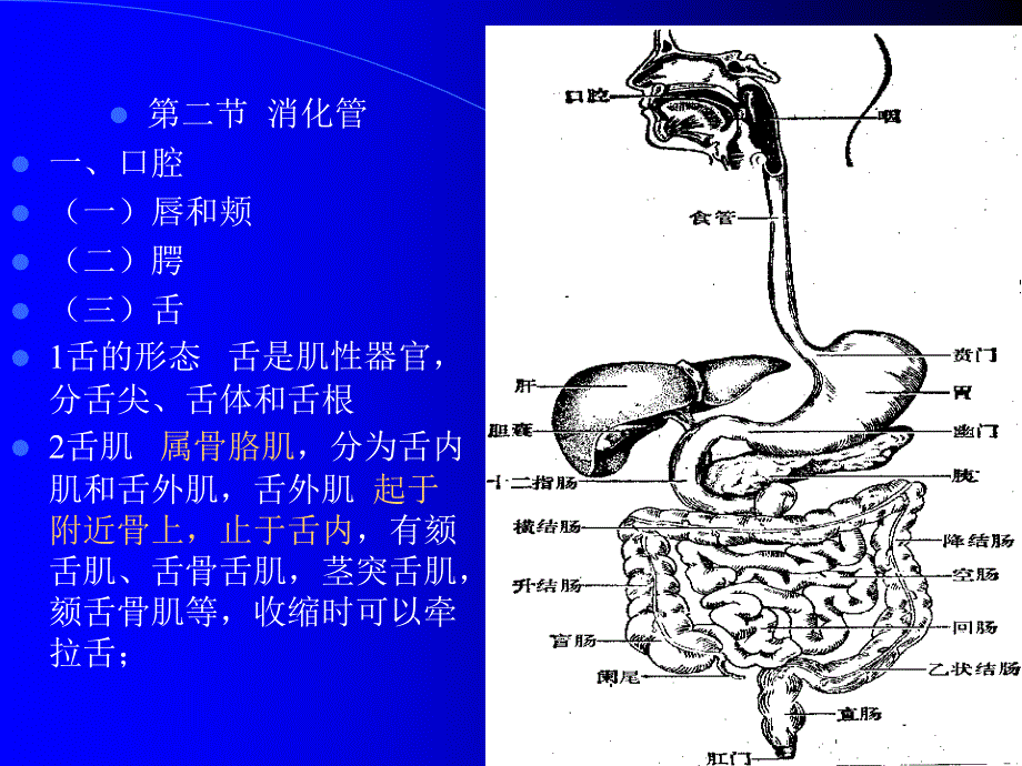 组织学和解剖学消化系统_第4页