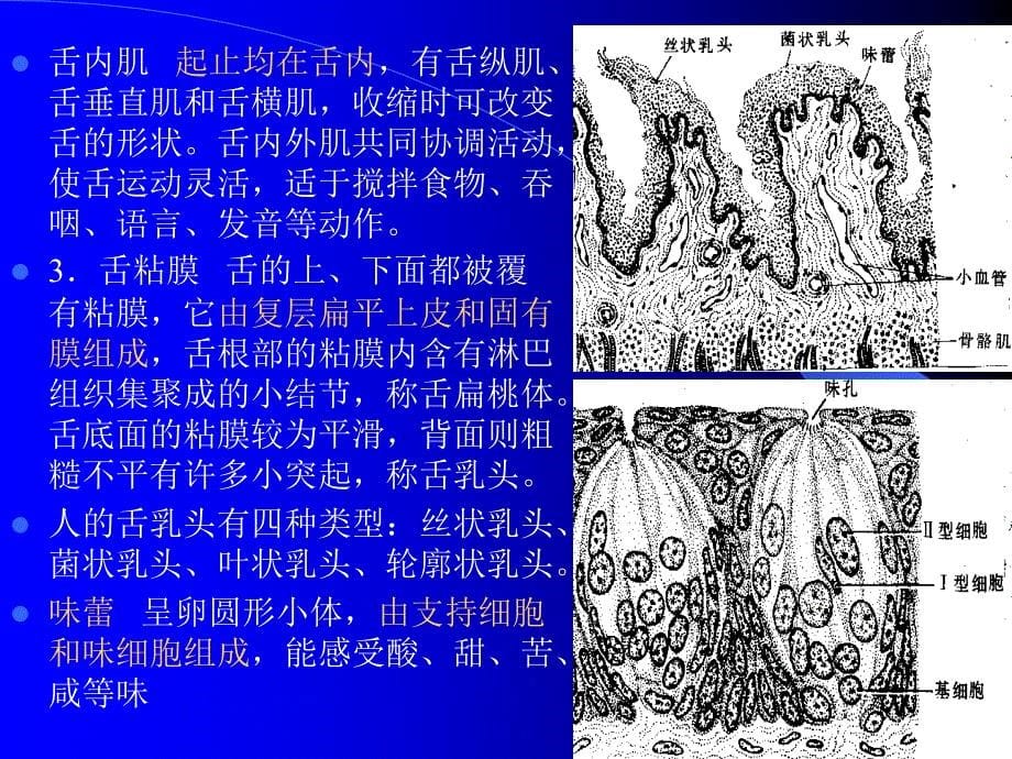 组织学和解剖学消化系统_第5页