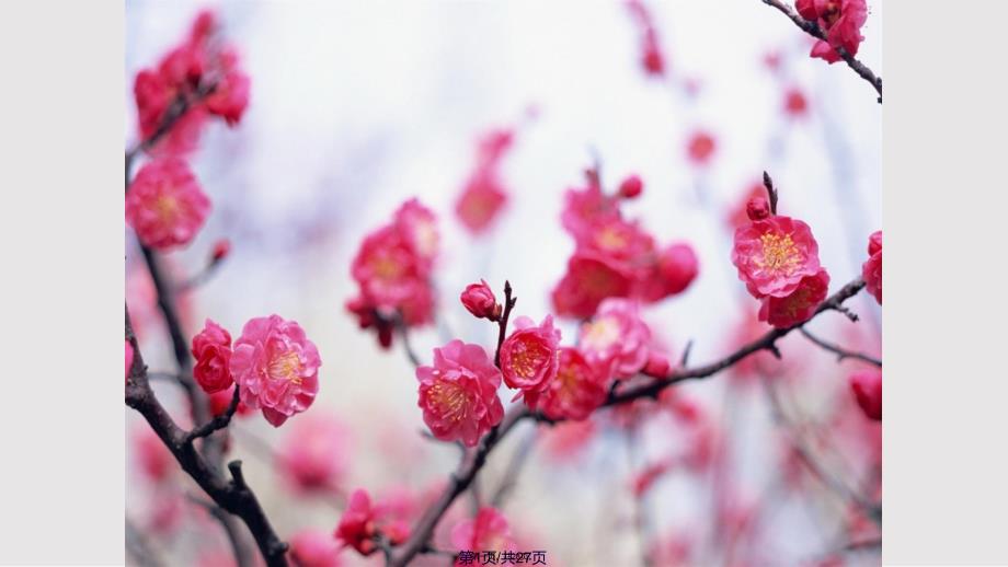 26梅花课件实用教案_第1页