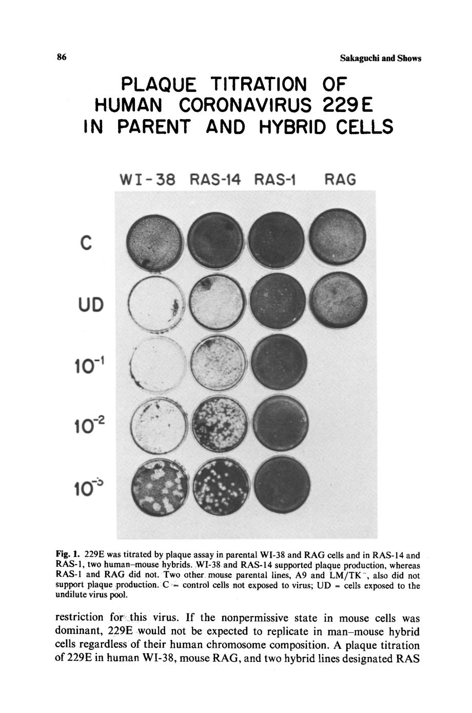 【病毒外文文献】1982 Coronavirus 229E susceptibility in man-mouse hybrids is located on human chromosome 15_第4页