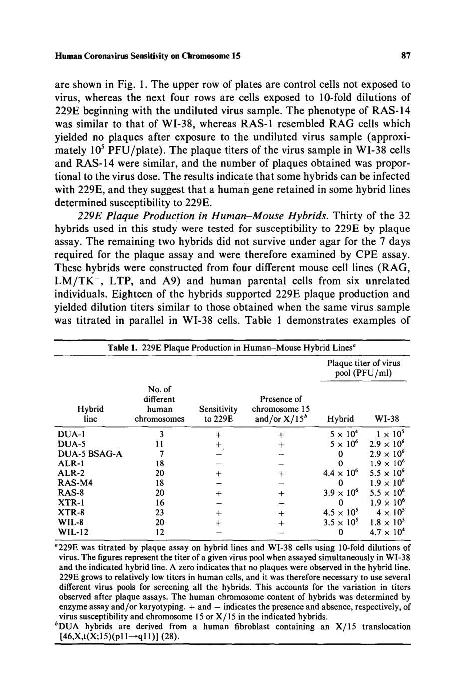 【病毒外文文献】1982 Coronavirus 229E susceptibility in man-mouse hybrids is located on human chromosome 15_第5页