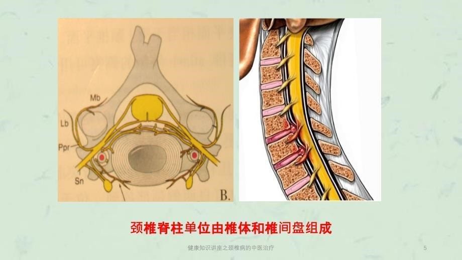 健康知识讲座之颈椎病的中医治疗课件_第5页