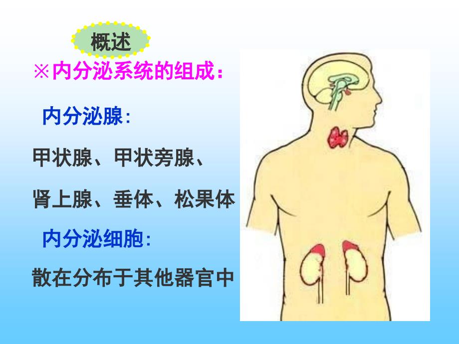 组织学与胚胎学内分泌系统_第3页