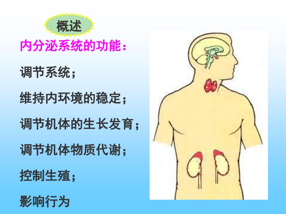 组织学与胚胎学内分泌系统_第4页