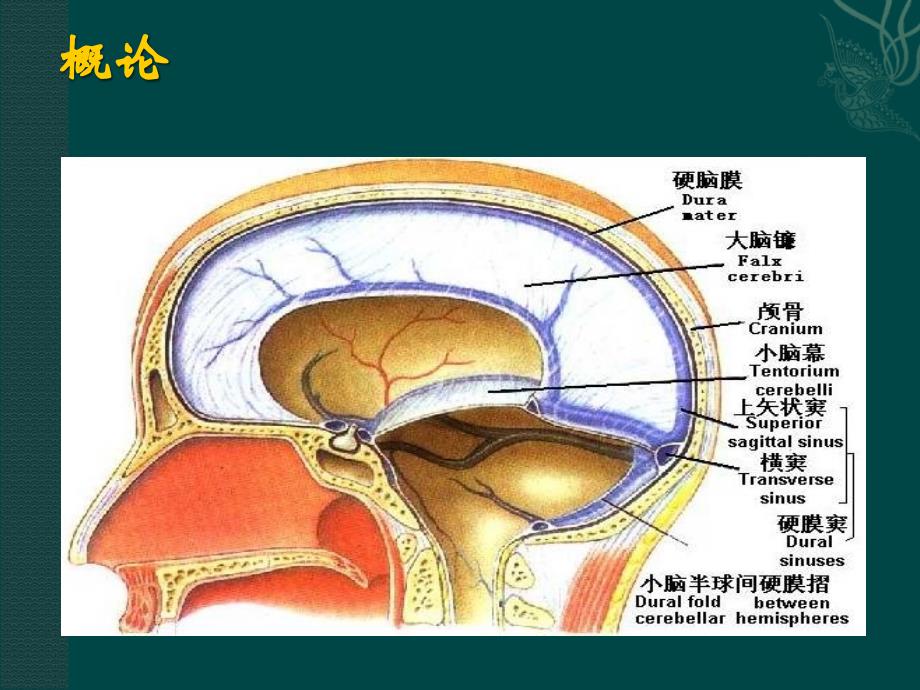 颅内压增高与脑疝PPT课件_第4页