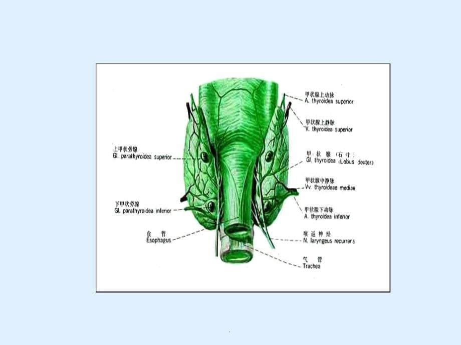 甲状旁腺疾病医学PPT课件_第5页