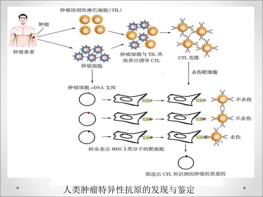 医学免疫学：第20章 肿瘤免疫_第5页