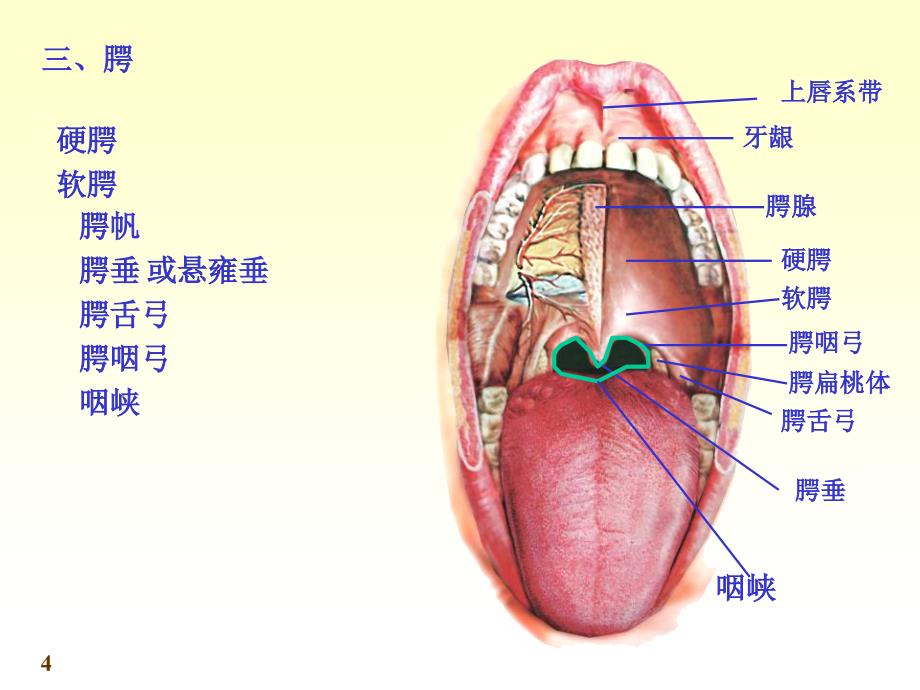 《系统解剖学》第七版教学课件：chapter05消化系统_第4页