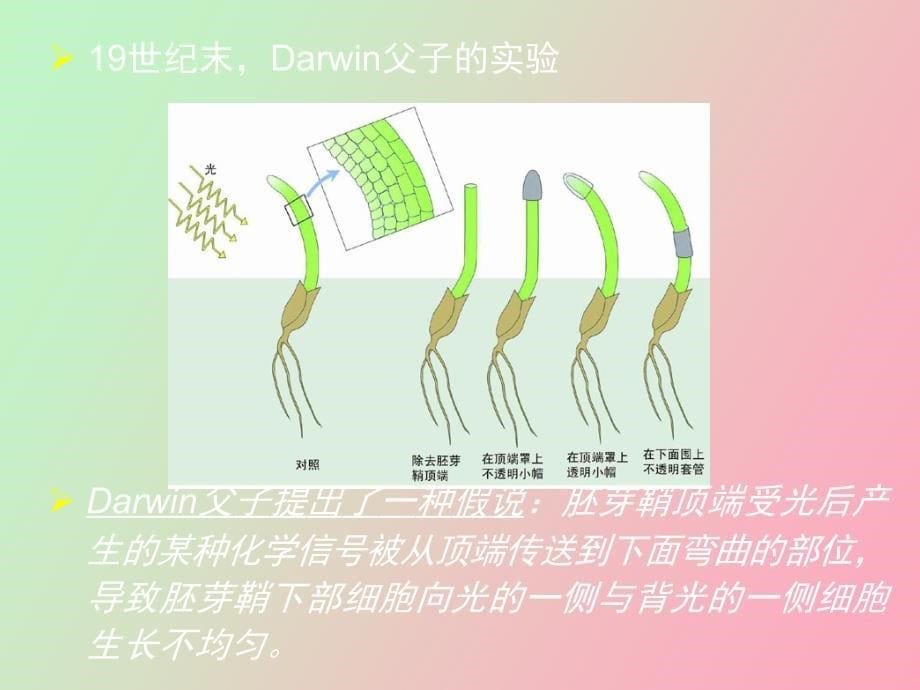 植物的生长发育过程及控制对环境的适应_第5页