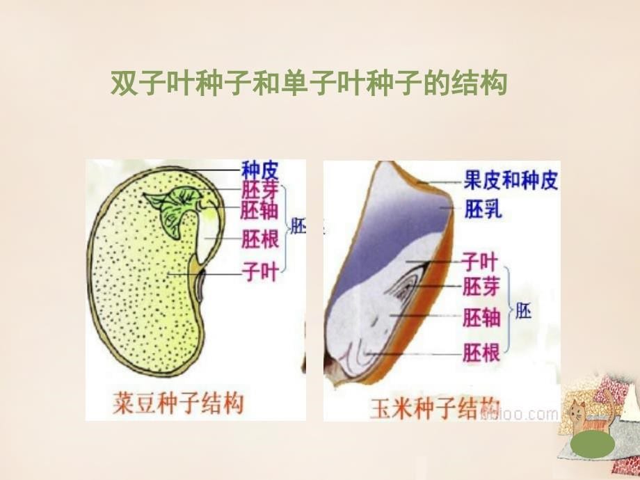 七年级生物上册 5.1 植物种子的萌发课件 （新版）苏教版_第5页