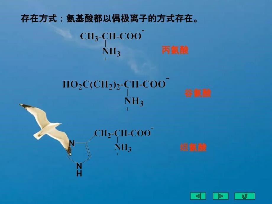 氨基酸多肽蛋白质酶和核酸ppt课件_第5页